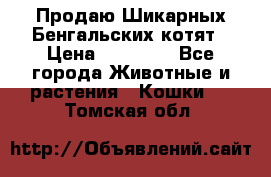 Продаю Шикарных Бенгальских котят › Цена ­ 17 000 - Все города Животные и растения » Кошки   . Томская обл.